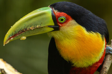 Birds of the Atlantic Forest - Brazil