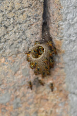 Birds of the Atlantic Forest - Brazil
