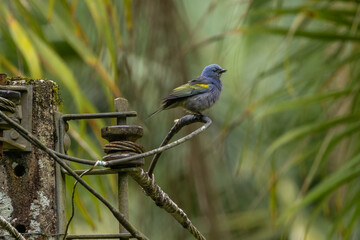 Birds of the Atlantic Forest - Brazil