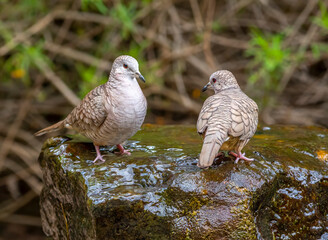 Pair of Inca Doves