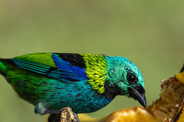 Birds of the Atlantic Forest - Brazil