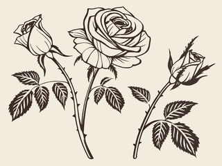 Three roses drawn with uneven, hand-sketched black lines for a vintage look.
