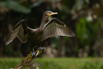 Birds of the Atlantic Forest - Brazil
