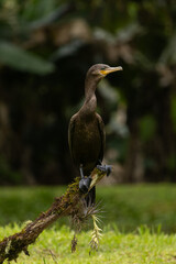 Birds of the Atlantic Forest - Brazil