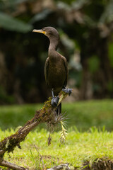 Birds of the Atlantic Forest - Brazil