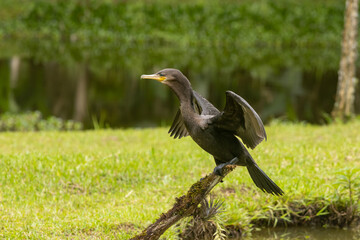 Birds of the Atlantic Forest - Brazil