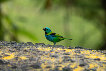 Birds of the Atlantic Forest - Brazil