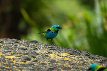 Birds of the Atlantic Forest - Brazil