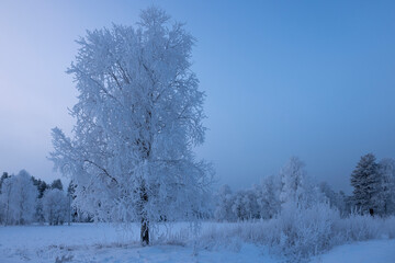 Raureif in einer verschneiten winterlichen Landschaft mit Bäumen