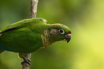 Birds of the Atlantic Forest - Brazil