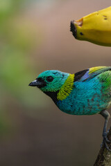 Birds of the Atlantic Forest - Brazil