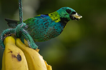 Birds of the Atlantic Forest - Brazil