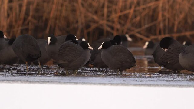 A group of Eurasian coot (Fulica atra) standing near an ice hole