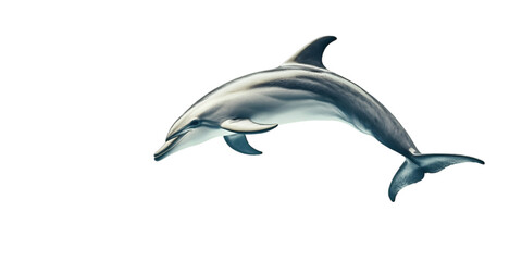 Fototapeta premium Dolphin on Transparent Background