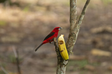 Birds of the Atlantic Forest - Brazil
