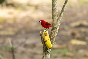Birds of the Atlantic Forest - Brazil