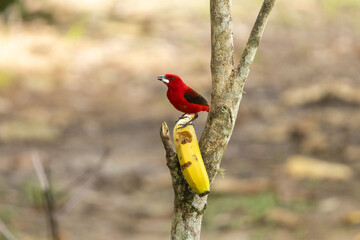 Birds of the Atlantic Forest - Brazil