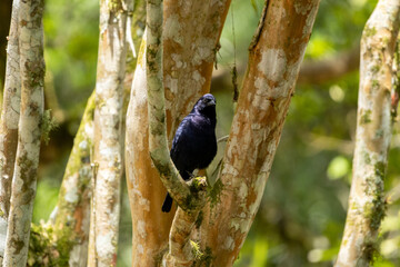 Birds of the Atlantic Forest - Brazil