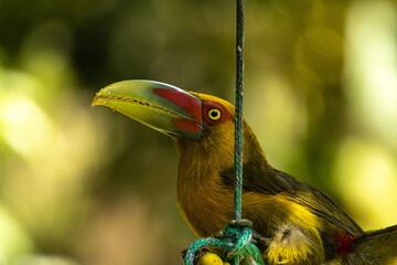 Birds of the Atlantic Forest - Brazil