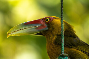 Birds of the Atlantic Forest - Brazil