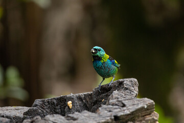 Birds of the Atlantic Forest - Brazil