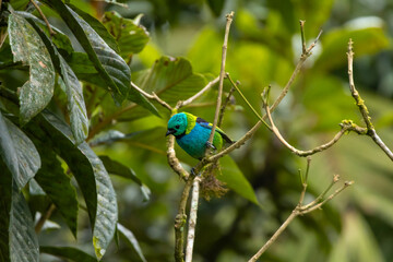 Birds of the Atlantic Forest - Brazil