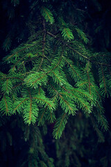 Fototapeta premium Green branches of a spruce tree close-up. Natural green Christmas tree background.