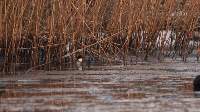  A female smew (Mergellus albellus) swimming in an ice hole