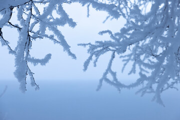 Vereister Raureif an hängenden Ästen