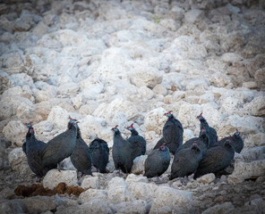 Fototapeta premium Guinea fowls