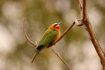 Obraz premium white-fronted bee-eater bird