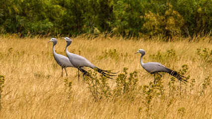Three blue cranes in grassland savannah