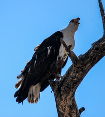 Fish eagle calling