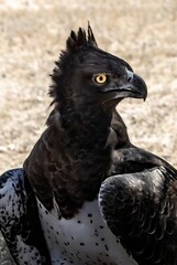 close up of a martial eagle, side view