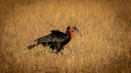 Bird, southern ground hornbill ugly