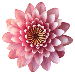 Fototapeta premium PNG Pink water lily flower vibrant natural beauty.