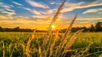 Tall flowering grass on green meadow at sunrise or sunset