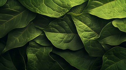 Fototapeta premium Abstract green background