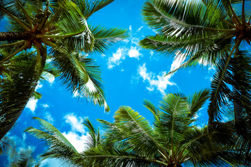 Fototapeta premium Coconut trees on blue sky