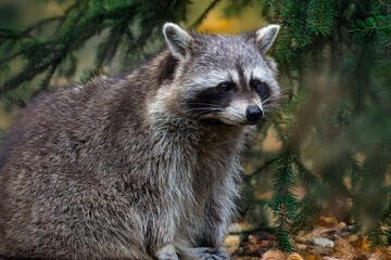 Waschbär auf der Lauer