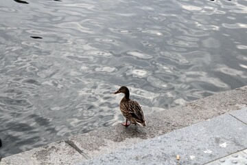 A solitary duck stands on the edge of a concrete riverbank, overlooking gently rippling water. The simple urban and natural elements create a minimalist yet serene atmosphere.