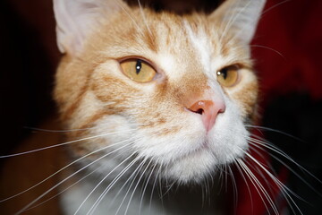 Red cat dignity © ukasz