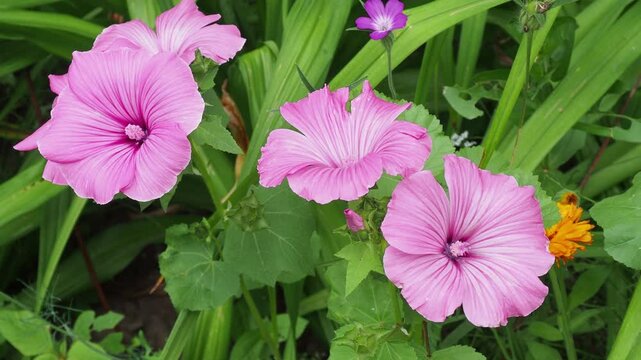 Pink flowers of malva trimestris. Flower care tips. Bloom lavatera in the garden