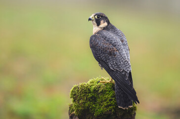 Peregrine Falcon ( Falco peregrinus )  close up