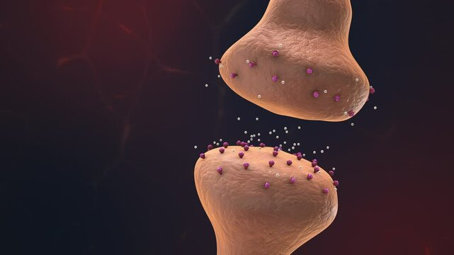 Opioid drugs bind to receptors in the brain