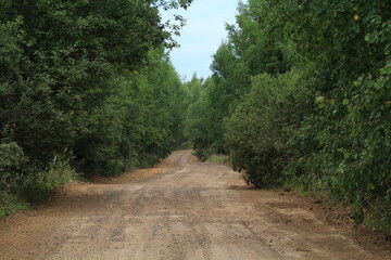 Old road in the woods On a sunny autumn evening