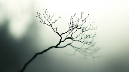 Fototapeta premium A delicate branch silhouetted against a misty backdrop, evoking tranquility and nature's beauty.