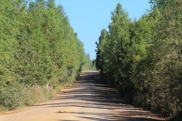 dirt roads in the dense forests of northeastern Europe on a summer day