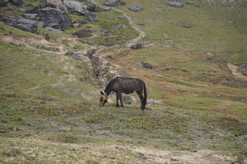 Black donkey Grazing on Green Pasture in a High-Altitude Mountain Valley