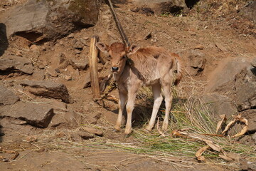 Close-Up View of a cute brown calf in its Natural Rocky Habitat